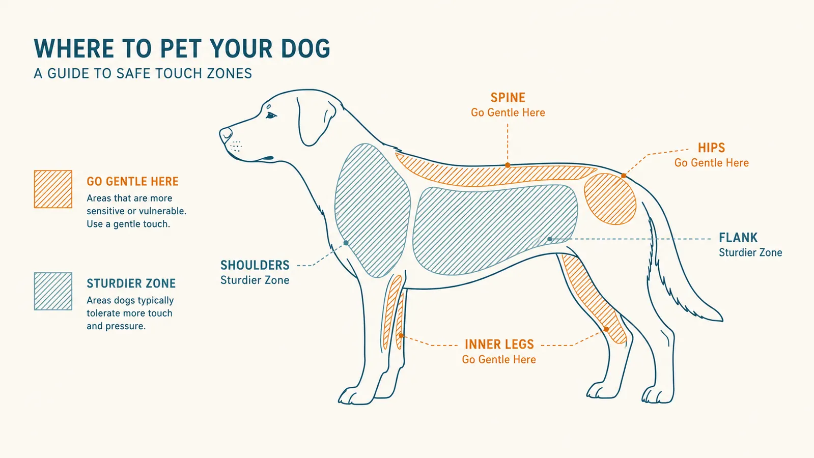 Simple diagram of a dog's body outline highlighting bony, thin-skinned areas like hips, spine, and ribs as higher-risk zones for grooming pressure