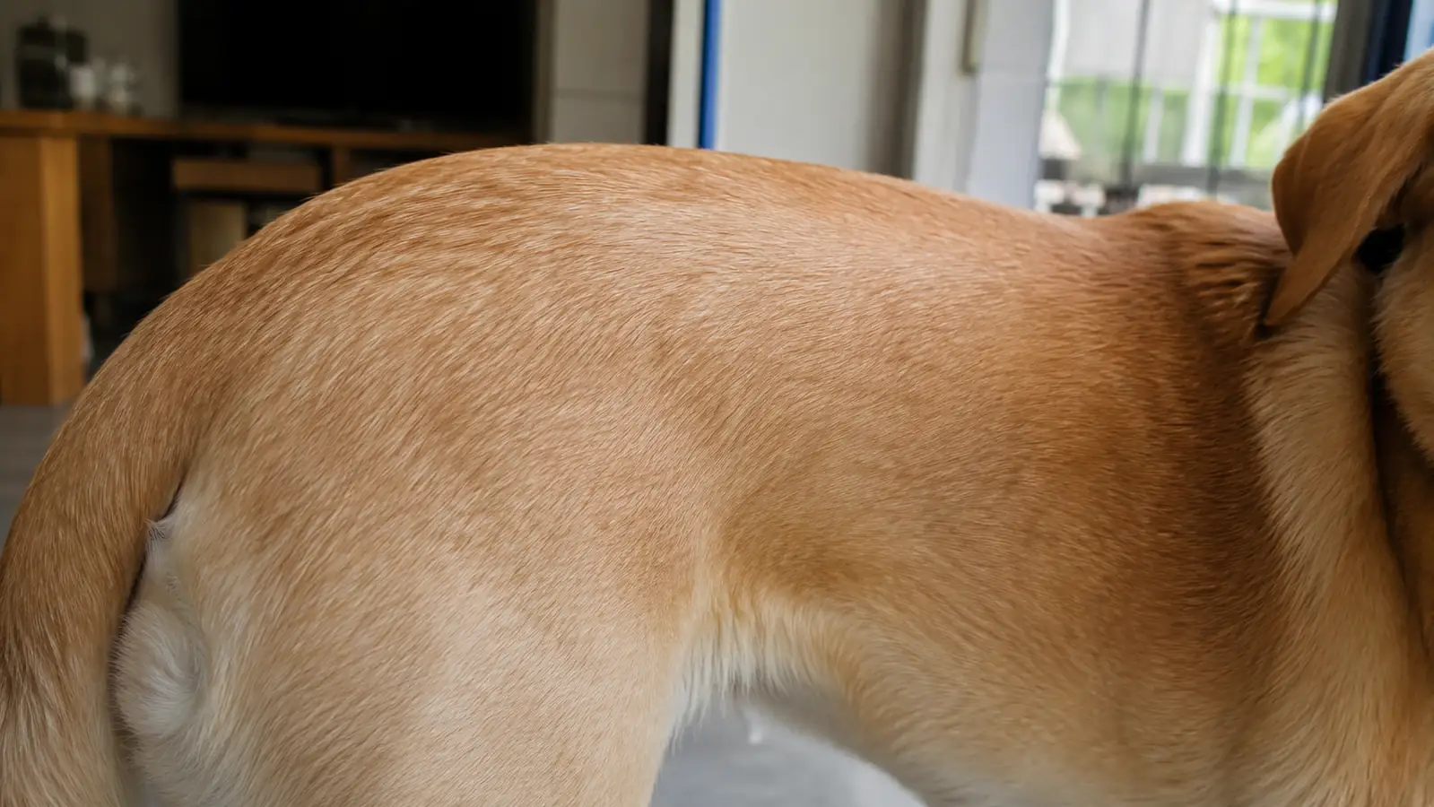 Close-up of a dog's smooth, glossy topcoat after a deshedding brushing session