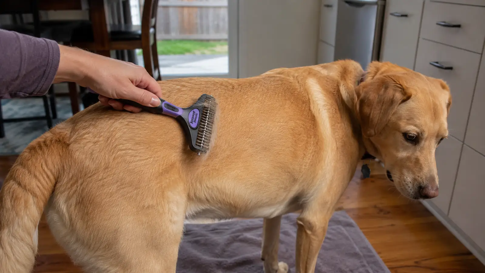 Hand using the double-sided grooming rake on a Lab mix's back while loose undercoat hair collects on the teeth