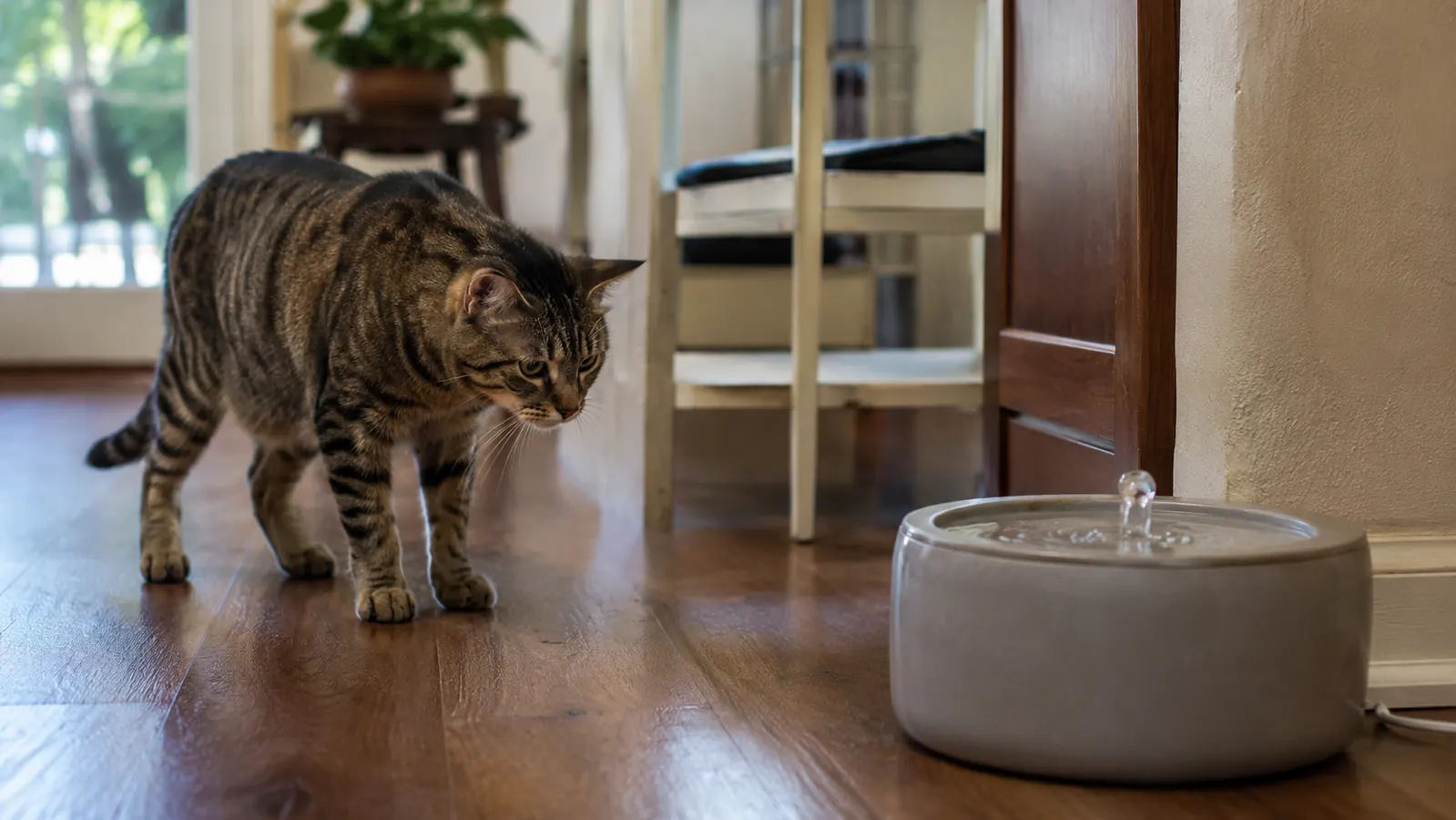 A grey tabby cat sniffing at a running pet fountain but not drinking from it, standing a few feet away