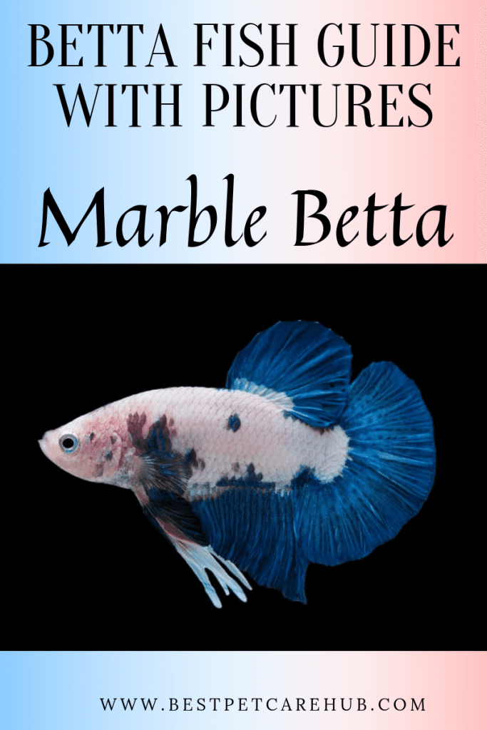 Betta Fish Chart