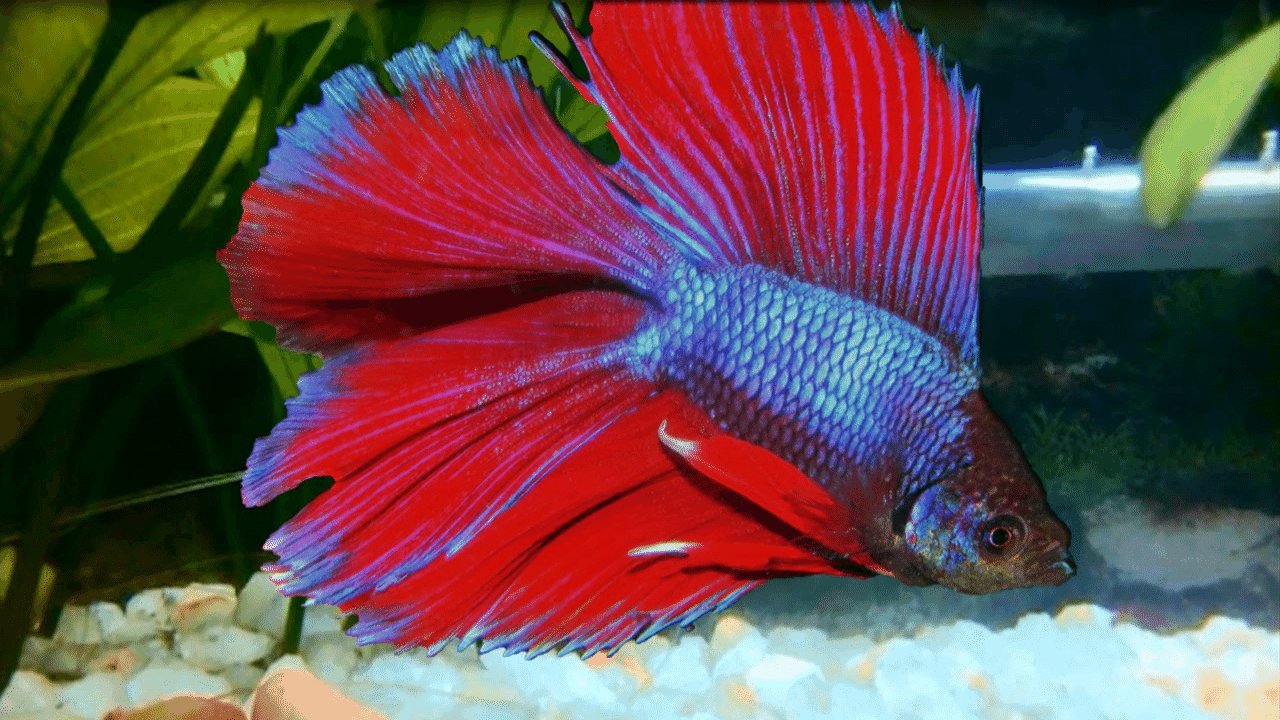 Betta Fish Complete Siamese Fighting Fish List With Pictures 2019 Guide