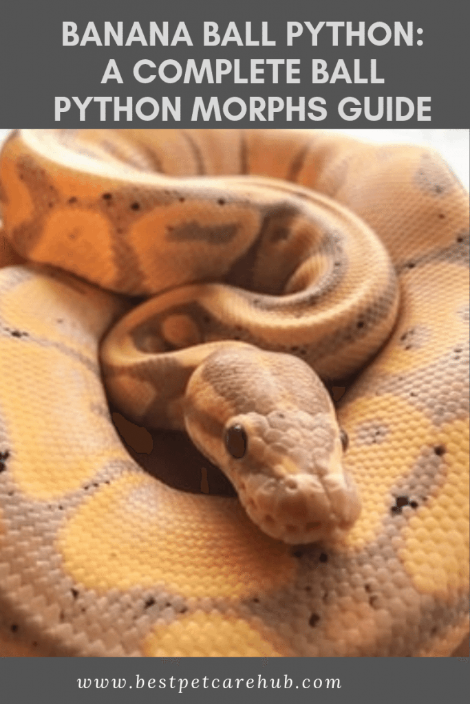 Banana Ball Python: A Complete Ball Python Morphs Guide